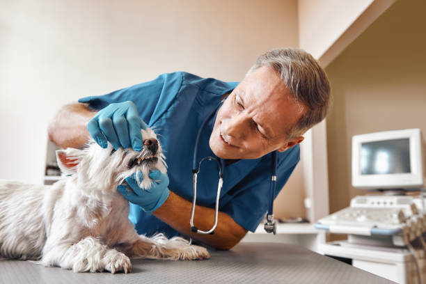 Best 24-Hour Emergency Dental Care in Rotonda, FL